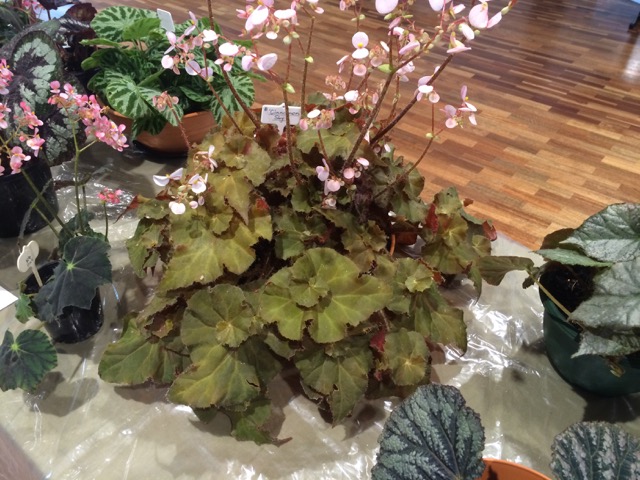 B. ‘Cinnamon Sky’